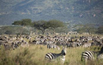 Zanvert Tours and Safaris Photo