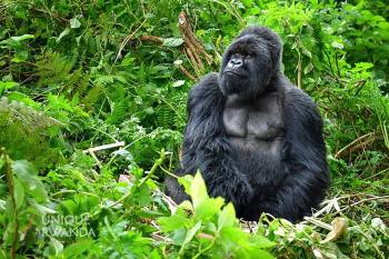 Unique Rwanda Vacations Experts Photo