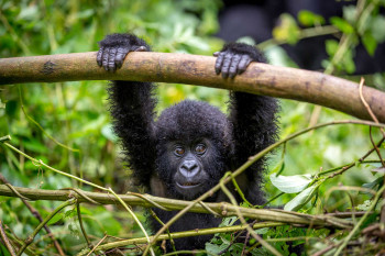 Baby Gorilla enjoying his free time