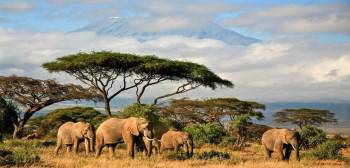 Savanna Stride Safaris Photo