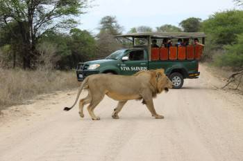 Viva Safaris Viva Safaris Photo