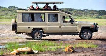 Parrot Safari Photo