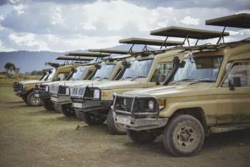 Primate  Ape Safaris Africa Photo
