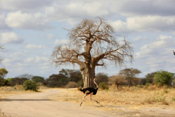 Joyful Safaris and Tours Photo