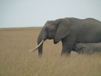 Summit Wild Summit Wild Photo