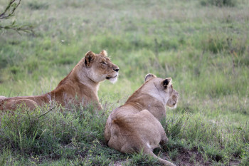 Dancing Zebra Safari  Photo