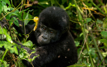 Giant Holiday Safaris Photo