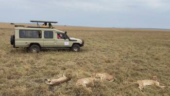 Cheetahs spotted during a game drive