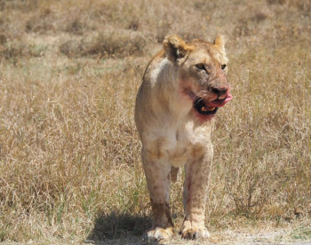 Velmara Safaris Photo