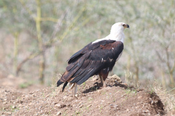 Art Royal Safaris Photo