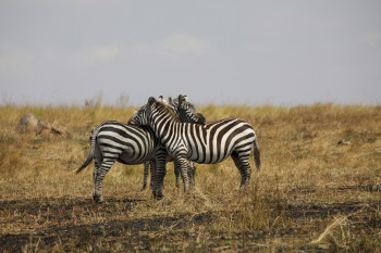 Safari Life Adventures Photo