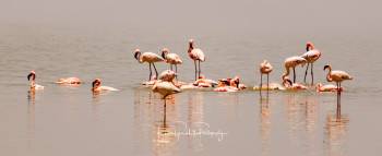 Westernways Big Five Safaris Photo