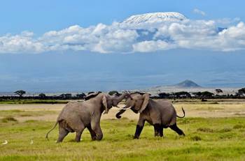 Westernways Big Five Safaris Photo