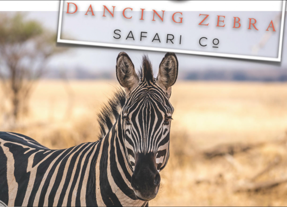 dancing zebra safari company