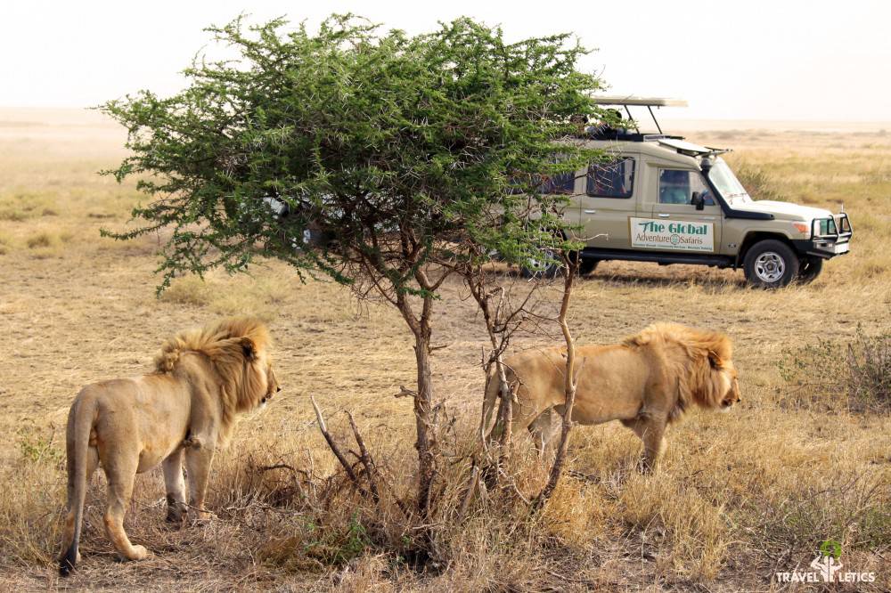 Warning About the Global Adventure Safaris