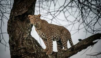 UBON Safari Limited Photo