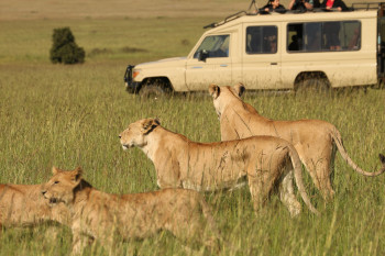 White Plains Safaris Photo