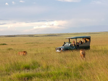 Safari in the  Mara plains