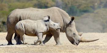 Eagleview Safaris Photo