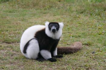 Sifaka Voyages Photo