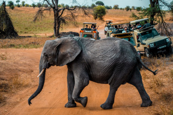 Ayoba Adventures Safaris and Tours Photo