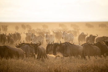 Tanzania Serengeti Adventure Photo