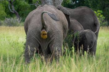 Ballack Safaris Photo
