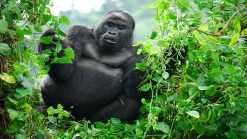 For your best Gorilla tours