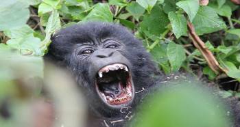 Wild Safaris Africa Photo