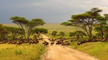 Serengeti Great Migration