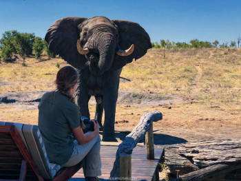 Private guide enjoying the company of elephants